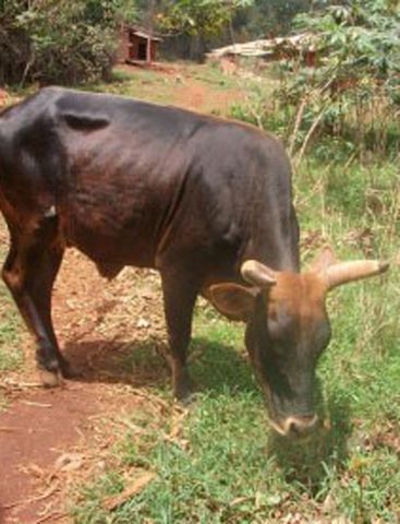Mbogora vache